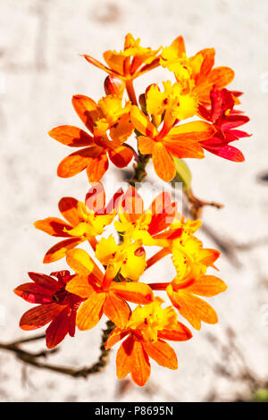 Orchidee (Epidendrum radicans) auf den Dünen von conceicao Lagune. Florianopolis, Santa Catarina, Brasilien. Stockfoto