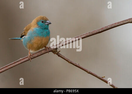 Blau Waxbill (Uraeginthus angolensis), eine allgemeine Arten von estrildid Finch im Südlichen Afrika gefunden. Häufig auch als eine voliere vogel gehalten. Stockfoto