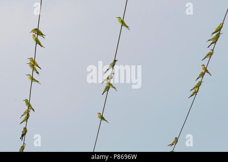 Blau - das ist Bienenfresser - Blauwangenspint - Merops persicus Persicus, Botswana ssp. Stockfoto