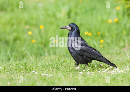 Saatkrähe (Corvus frugilegus) im grünen Gras im Frühling. Stockfoto