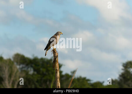 Am Straßenrand Hawk (Rupornis magnirostris), irgendwo in Calakmul Biosphärenreservat, Halbinsel Yucatan, Campeche, Mexiko. Stockfoto