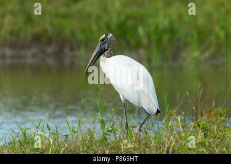 Holz Stork (Mycteria americana) irgendwo in Calakmul Biosphärenreservat, Halbinsel Yucatan, Campeche, Mexiko. Stockfoto