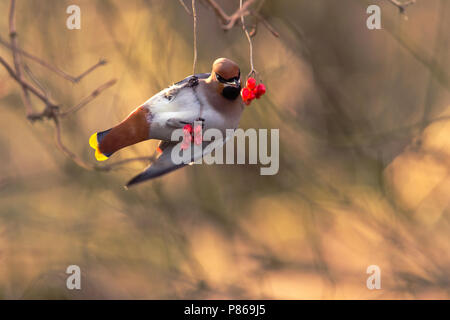 Pestvogel, Bohemian Waxwing Stockfoto