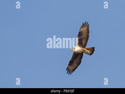 Bonelli's Adler - habichtsadler - Aquila fasciata ssp. fasciata, Oman, Erwachsene Stockfoto