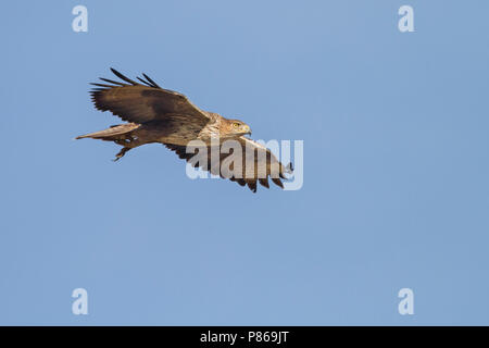 Bonelli's Adler - habichtsadler - Aquila fasciata ssp. fasciata, Oman, Erwachsene Stockfoto