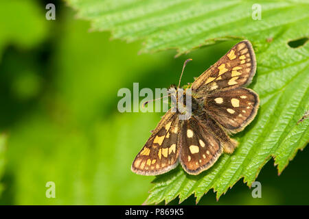 Bont dikkopje/Chequered Skipper (Carterocephalus palaemon) Stockfoto