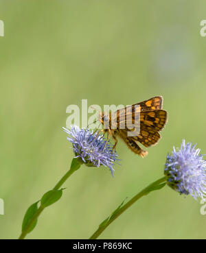 Bont dikkopje/Chequered Skipper (Carterocephalus palaemon) Stockfoto