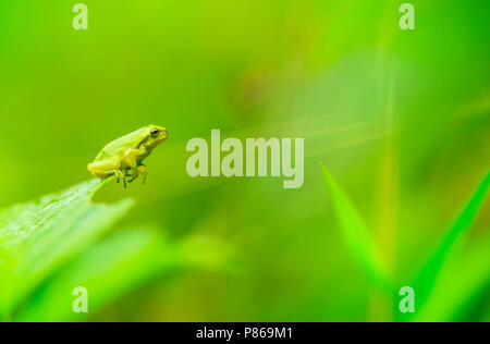 Boomkikker, gemeinsame Laubfrosch Stockfoto