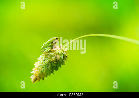 Boomkikker, gemeinsame Laubfrosch, Hyla arborea Stockfoto