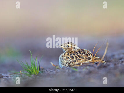 Unreife Holz Lerche (Lullula arborea) auf dem Boden Stockfoto