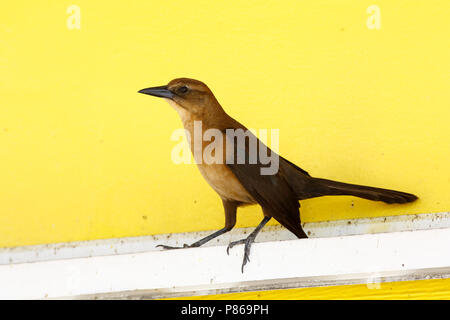 Boot-staart glanstroepiaal; Boot-tailed Grackle Stockfoto