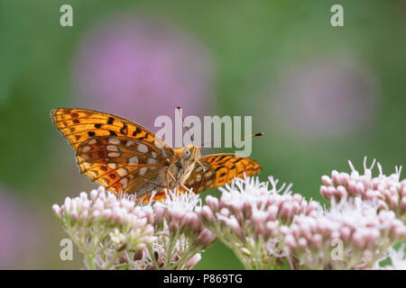 Bosrandparelmoervlinder/Hohe Braun Fritillary (Ceriagrion adippe) Stockfoto