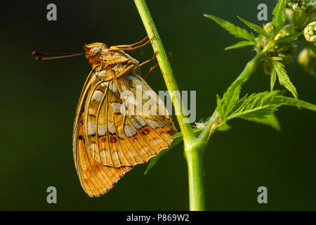 Bosrandparelmoervlinder/Hohe braun Fritillary (Ceriagrion adippe) Stockfoto