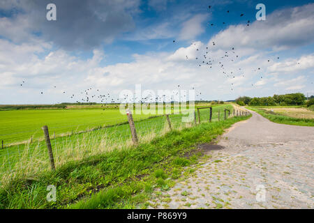 Brabantse Wal Stockfoto