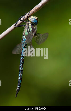 Mannetje Glassnijder, männliche Euproctis similis Stockfoto