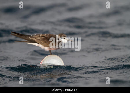 Gezügelte Tern - zügelseeschwalbe - Onychoprion anaethetus ssp. antarcticus, Oman, 1. CY. Stockfoto