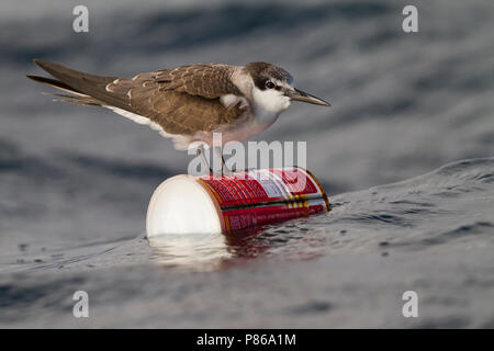 Gezügelte Tern - zügelseeschwalbe - Onychoprion anaethetus ssp. antarcticus, Oman, 1. CY. Stockfoto