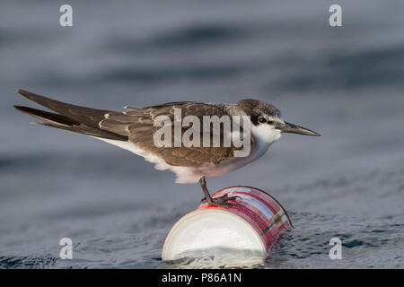 Gezügelte Tern - zügelseeschwalbe - Onychoprion anaethetus ssp. antarcticus, Oman, 1. CY. Stockfoto