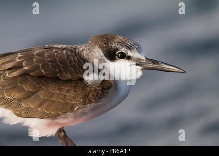 Gezügelte Tern - zügelseeschwalbe - Onychoprion anaethetus ssp. antarcticus, Oman, 1. CY. Stockfoto