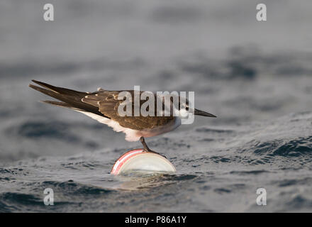 Gezügelte Tern - zügelseeschwalbe - Onychoprion anaethetus ssp. antarcticus, Oman, 1. CY. Stockfoto