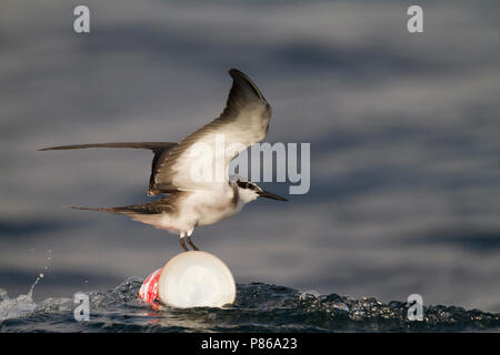 Gezügelte Tern - zügelseeschwalbe - Onychoprion anaethetus ssp. antarcticus, Oman, 1. CY. Stockfoto