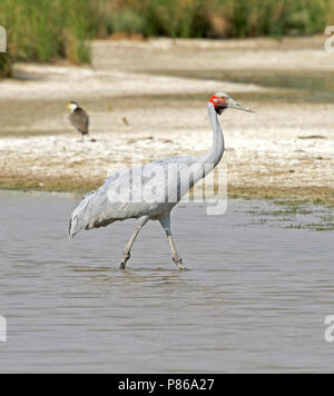 Brolga (Antigone rubicunda) Diese Art ist der offizielle Vogel Emblem der Staat Queensland Stockfoto