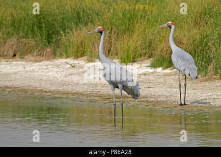 Brolga (Antigone rubicunda) Diese Art ist der offizielle Vogel Emblem der Staat Queensland Stockfoto