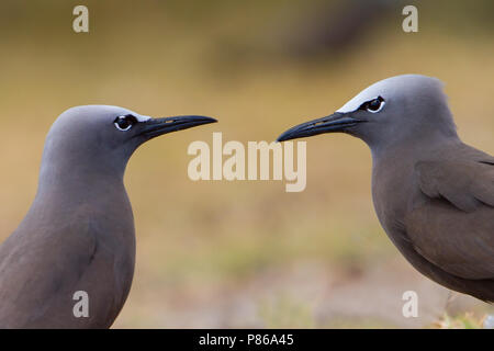 Braun Noddy (Anous stolidus) auf Insel Rodrigues. Stockfoto