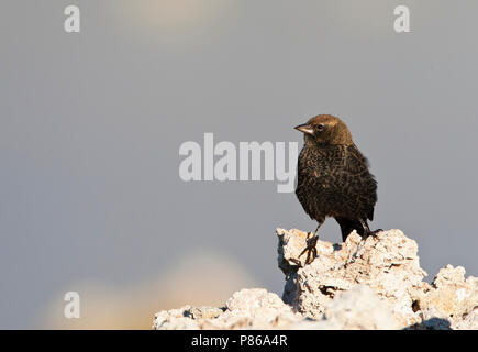 Bruinkopkoevogel zittend op zoutafzettingen; Braun-headed Cowbird (Molothrus ater) auf Tuffstein Felsformationen gelegen Stockfoto