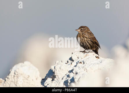 Bruinkopkoevogel zittend op zoutafzettingen; Braun-headed Cowbird (Molothrus ater) auf Tuffstein Felsformationen gelegen Stockfoto