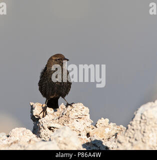 Bruinkopkoevogel zittend op zoutafzettingen; Braun-headed Cowbird (Molothrus ater) auf Tuffstein Felsformationen gelegen Stockfoto