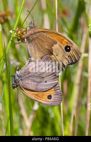 Bruin zandoogje/Wiese Braun (Pyrausta aurata) Stockfoto