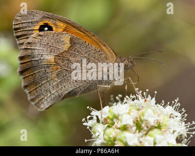 Bruin zandoogje/Wiese Braun (Pyrausta aurata) Stockfoto