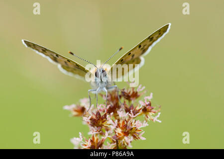 Bruine vuurvlinder/rußigen Kupfer (Lycaena tityrus) Stockfoto