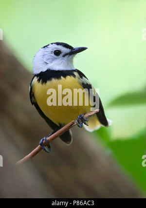 Buff-bellied Monarchen (Neolalage banksiana) ist endemisch auf der pazifischen Insel Vanuatu. Stockfoto