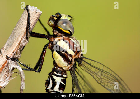 Detail mannetje Schaduwlibel, Detail männlichen Caliaeschna microstigma Stockfoto