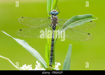 Mannetje Schaduwlibel, männliche Caliaeschna microstigma Stockfoto