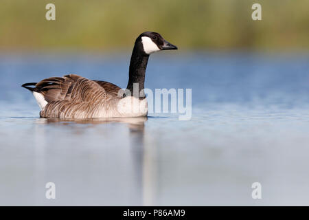 Grote Canadese Gans; Kanada Gans Stockfoto