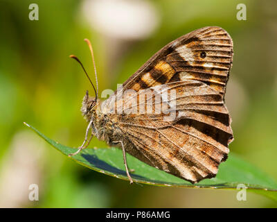 Canarisch bont zandoogje/Canary Speckled Wood (Pararge xiphioides) Stockfoto