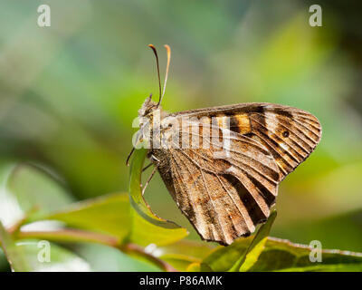 Canarisch bont zandoogje/Canary Speckled Wood (Pararge xiphioides) Stockfoto