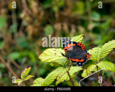 Canarische Atalanta / Kanarische rote Admiral (Vanessa vulcania) Stockfoto