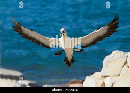 Flying Kaptölpel (Morus capensis), eine endagered Große seabird Der gannett Familie, Sulidae. Stockfoto