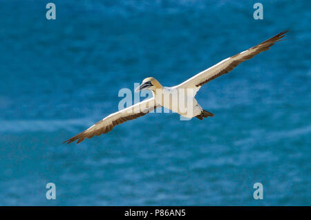 Flying Kaptölpel (Morus capensis), eine endagered Große seabird Der gannett Familie, Sulidae. Stockfoto