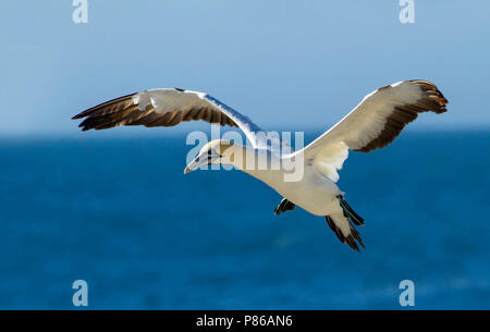 Flying Kaptölpel (Morus capensis), eine endagered Große seabird Der gannett Familie, Sulidae. Stockfoto