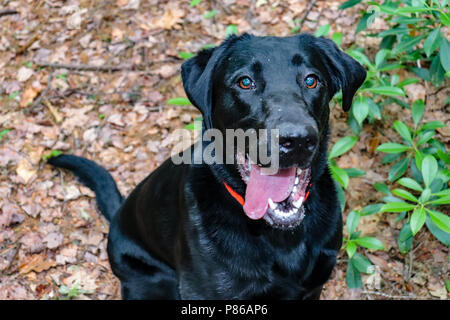 Glücklich Labrador Retriever Stockfoto