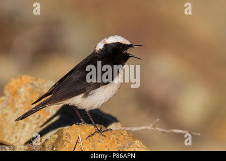 Zypern - Oenanthe Steinschmätzer - Zypernsteinschmätzer cypriaca, Zypern, männlichen Erwachsenen Stockfoto