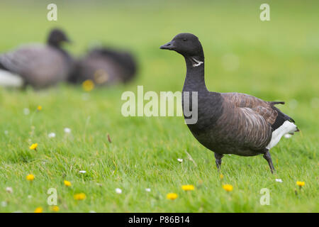 Dark-bellied Brent Goose - Dunkelbäuchige Ringelgans Branta bernicla - ssp. bernicla, Deutschland, Erwachsene Stockfoto