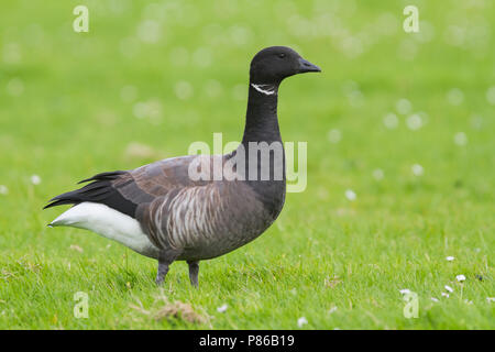 Dark-bellied Brent Goose - Dunkelbäuchige Ringelgans Branta bernicla - ssp. bernicla, Deutschland, Erwachsene Stockfoto