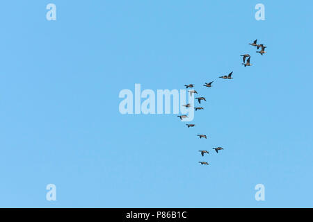 Dark-bellied Brent Goose - Dunkelbäuchige Ringelgans Branta bernicla - ssp. bernicla, Deutschland Stockfoto