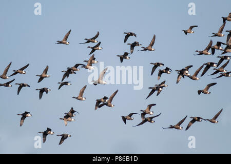 Dark-bellied Brent Goose - Dunkelbäuchige Ringelgans Branta bernicla - ssp. bernicla, Deutschland Stockfoto